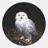 Majestic winter snowy owl classic round sticker