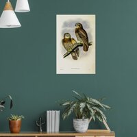 Vintage Forbes’s Hawk-Owl by John Gould Poster