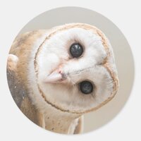 Cute Barn Owl Classic Round Sticker