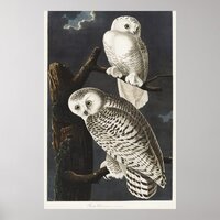 Vintage Audubon Snowy Owl Night Bird Art Poster