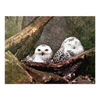 Snowy Owl Pair Woodland Wildlife Art Photo Print