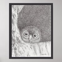 Young Hawk Owl Print