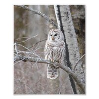 Barred Owl In A Bird Tree Photo Print