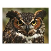 Great Horned Owl Photo