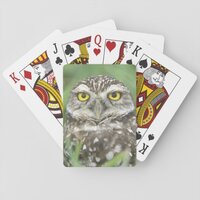 USA, Florida, Cape Coral, Burrowing Owl (Athene Poker Cards