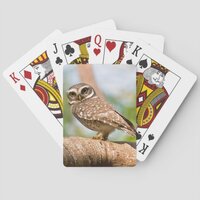 Spotted owl on morning flight. poker cards